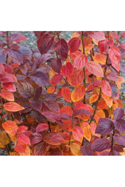 Parrotia persica Персіан Спаєр осіннє листя